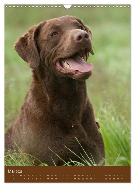 Produktbild: Chesapeake Bay Retriever 2026 (Wandkalender 2026 DIN A3 hoch), CALVENDO Monatskalender