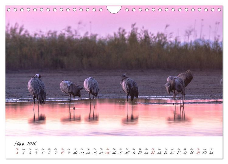 Produktbild: Kraniche am Schlafplatz - im Naturparadies der Mecklenburgischen Seenplatte (Wandkalender 2026 DIN A4 quer), CALVENDO Monatskalender