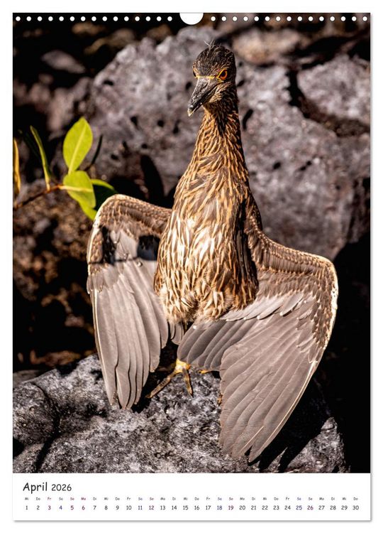 Produktbild: Wildlife - Die Tierwelt der Galapagos Inseln (Wandkalender 2026 DIN A3 hoch), CALVENDO Monatskalender