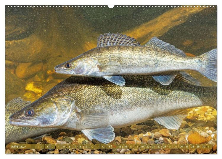 Produktbild: Poissons : d'&eacute;tangs et des rivi&egrave;res (Calendrier mural 2027 DIN A2 vertical), CALVENDO calendrier mensuel