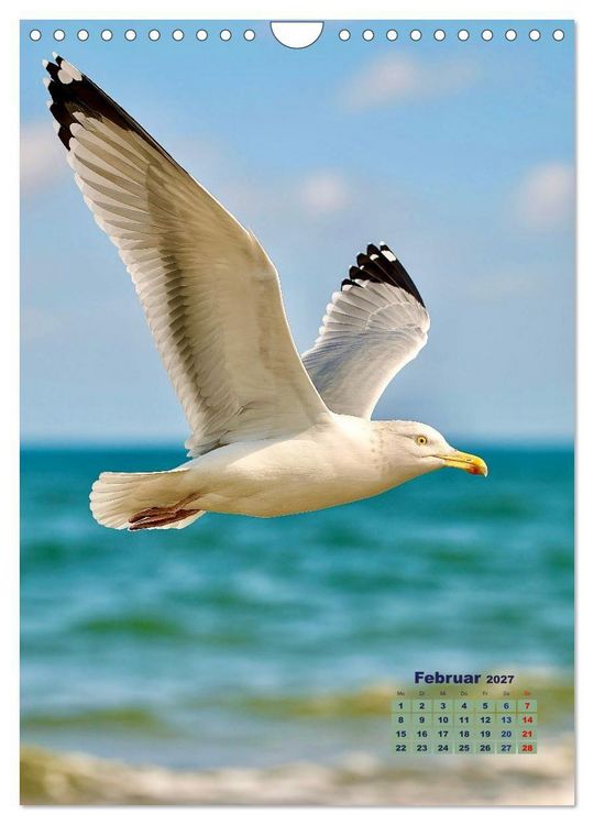 Produktbild: Seev&ouml;gel an der Nordsee (Wandkalender 2027 DIN A4 hoch), CALVENDO Monatskalender