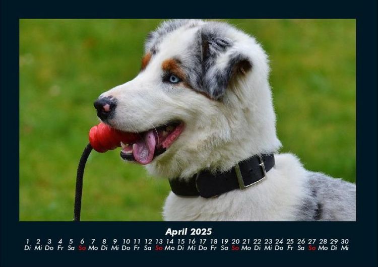 Produktbild: Hundezauber 2025 Fotokalender DIN A4