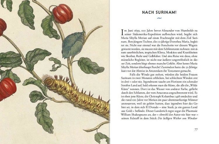 Produktbild: Maria Sibylla Merians Reise zu den Schmetterlingen