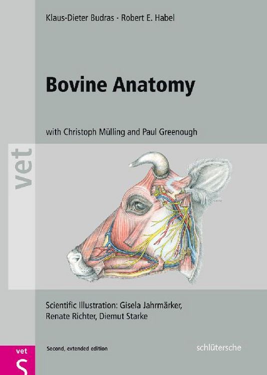 Produktbild: Bovine Anatomy