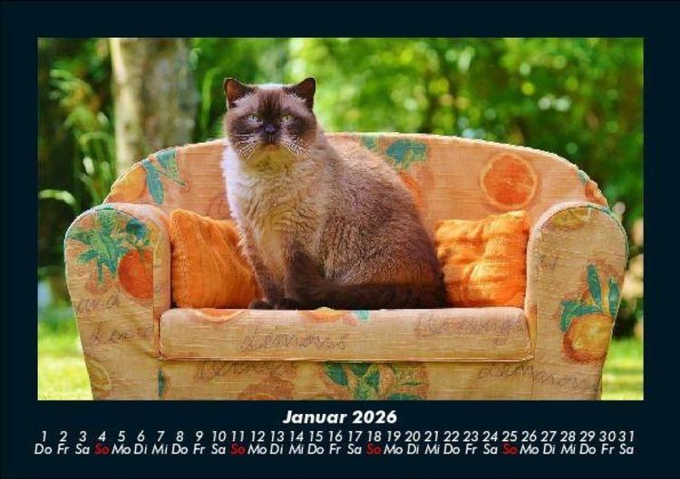 Produktbild: F&uuml;r Katzenfreunde 2026 Fotokalender DIN A5