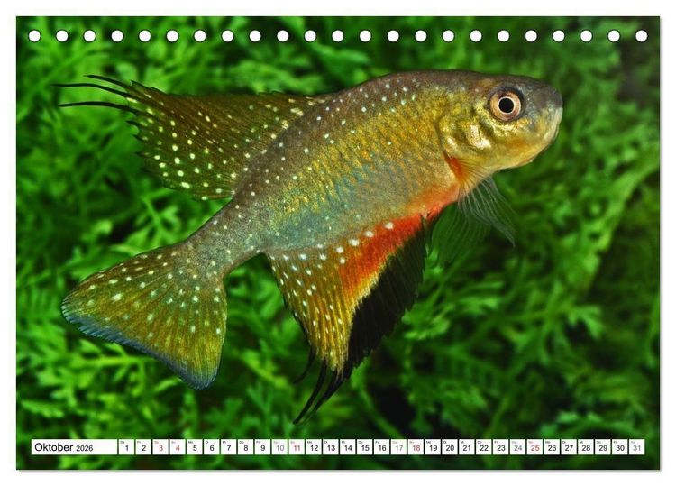 Produktbild: Killifische S&uuml;damerikas (Tischkalender 2026 DIN A5 quer), CALVENDO Monatskalender