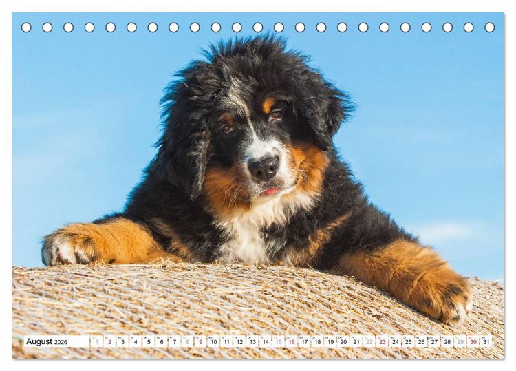 Produktbild: Ein Herz auf 4 Pfoten - Berner Sennenhund (Tischkalender 2026 DIN A5 quer), CALVENDO Monatskalender