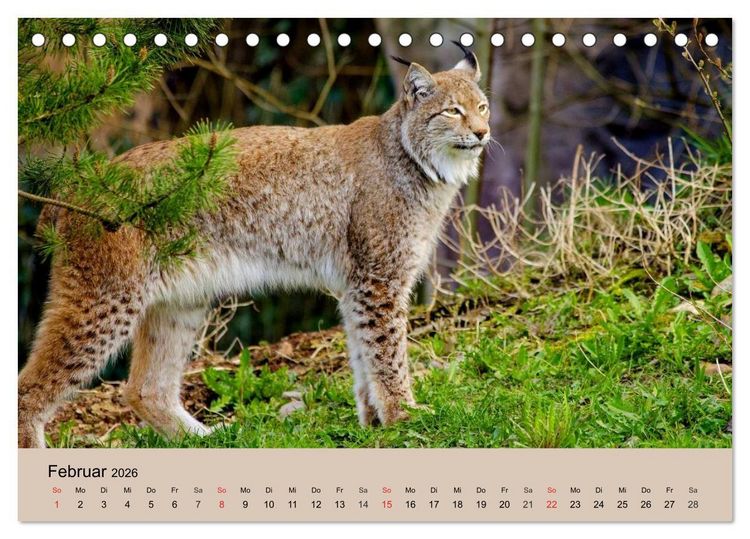 Produktbild: Der Luchs. Pinselohren und Bernsteinaugen (Tischkalender 2026 DIN A5 quer), CALVENDO Monatskalender