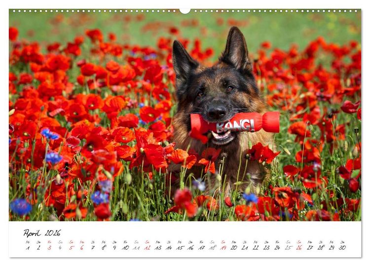 Produktbild: Deutsche Sch&auml;ferhunde - Traumhunde (hochwertiger Premium Wandkalender 2026 DIN A2 quer), Kunstdruck in Hochglanz