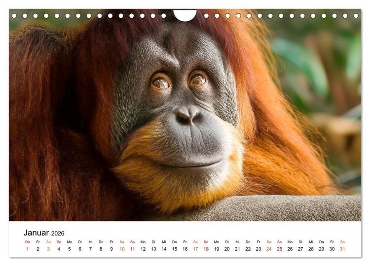 Produktbild: Orang Utans - Leben in den Baumkronen (Wandkalender 2026 DIN A4 quer), CALVENDO Monatskalender