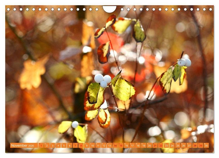Produktbild: Natur, die bezaubert (Wandkalender 2026 DIN A4 quer), CALVENDO Monatskalender