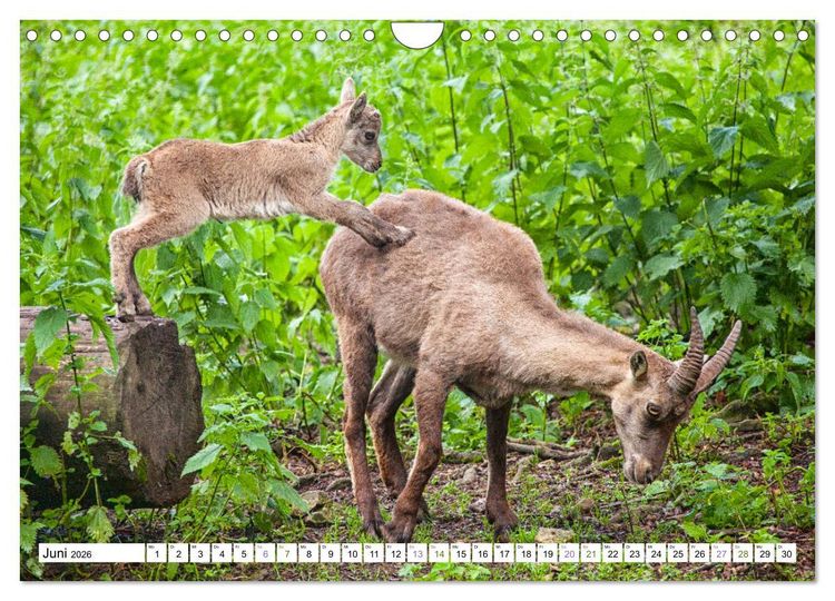 Produktbild: Steinb&ouml;cke - imposante Tiere (Wandkalender 2026 DIN A4 quer), CALVENDO Monatskalender