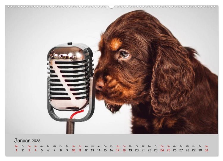 Produktbild: Elvis ein Engl. Cocker Spaniel wird Gro&szlig; (Wandkalender 2026 DIN A2 quer), CALVENDO Monatskalender