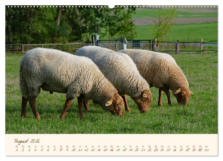 Produktbild: Coburger Fuchsschaf (Wandkalender 2026 DIN A2 quer), CALVENDO Monatskalender