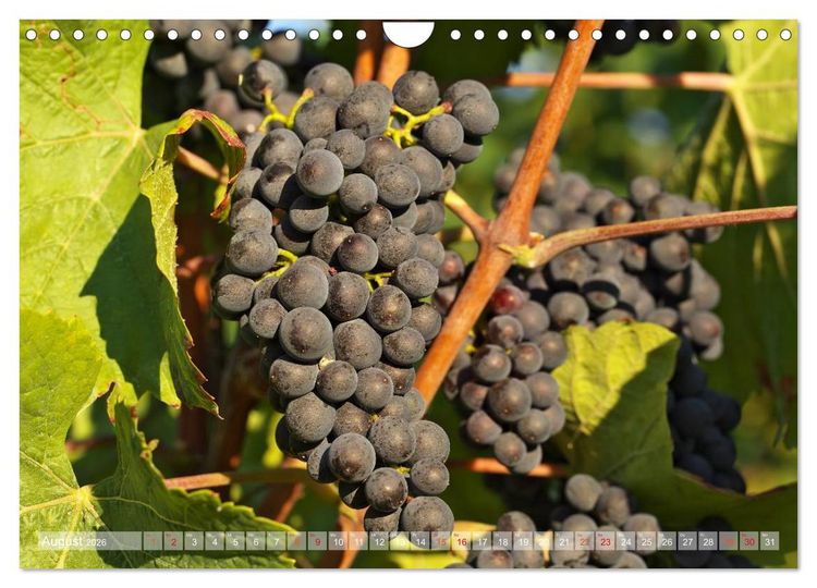 Produktbild: Wein- und Rebsorten aus Rheinland-Pfalz (Wandkalender 2026 DIN A4 quer), CALVENDO Monatskalender