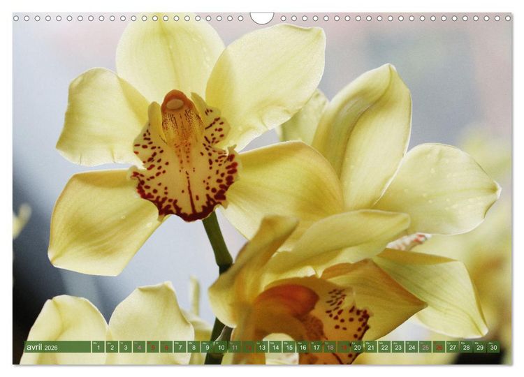 Produktbild: Orchid&eacute;es merveilleuses (Calendrier mural 2026 DIN A3 vertical), CALVENDO calendrier mensuel