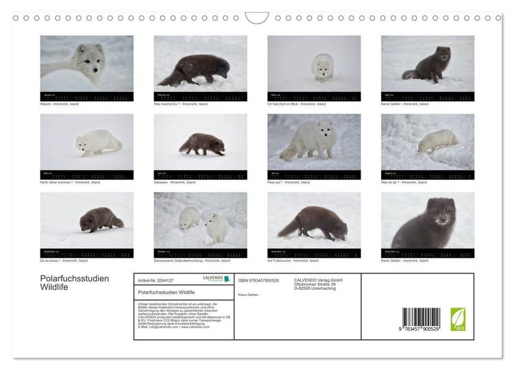 Produktbild: Polarfuchsstudien Wildlife (Wandkalender 2026 DIN A3 quer), CALVENDO Monatskalender