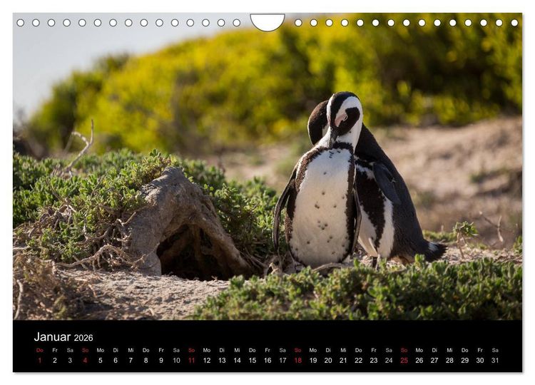 Produktbild: Wundersch&ouml;nes S&uuml;dafrika (Wandkalender 2026 DIN A4 quer), CALVENDO Monatskalender