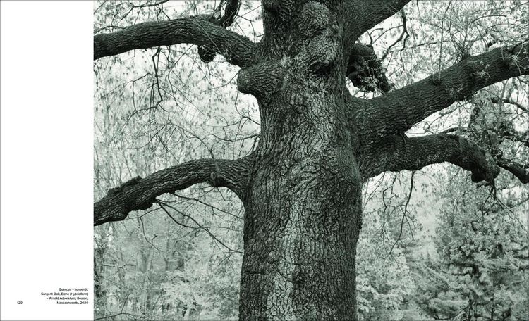 Produktbild: Olmsted Trees