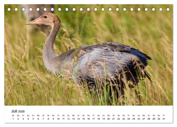Produktbild: Kraniche im Erzgebirge (Tischkalender 2026 DIN A5 quer), CALVENDO Monatskalender