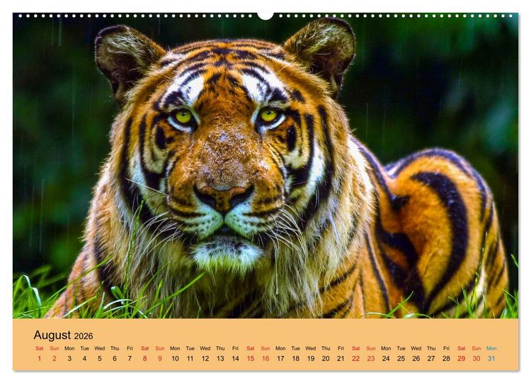 Produktbild: Just Bengal Tigers (High Quality Premium Wall Calendar 2026 DIN A2 landscape),CALVENDO 12 Month Wall Calendar