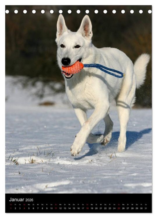 Produktbild: Deutscher Sch&auml;ferhund (Tischkalender 2026 DIN A5 hoch), CALVENDO Monatskalender