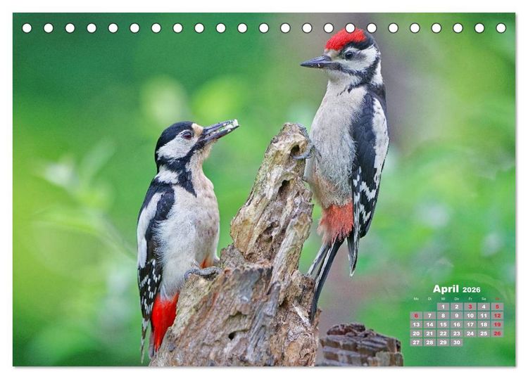 Produktbild: Echte Spechte (Tischkalender 2026 DIN A5 quer), CALVENDO Monatskalender