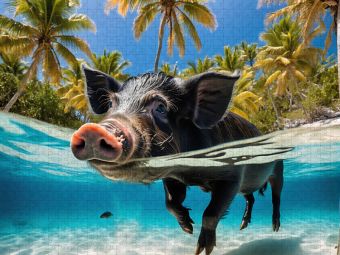 Produktbild: CALVENDO Puzzle Schwarzes Schwein schwimmt im t&uuml;rkisblauen Wasser der Karibik | 1000 Teile Lege-Gr&ouml;&szlig;e 64x48cm Foto-Puzzle f&uuml;r gl&uuml;ckliche Stunden