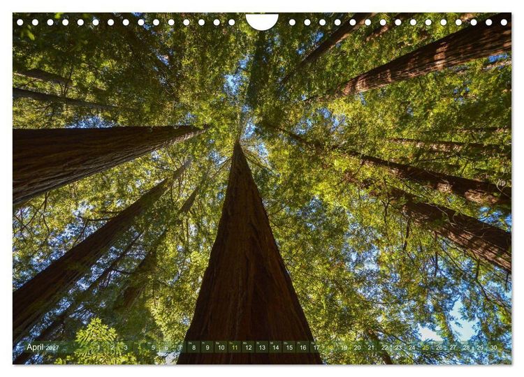 Produktbild: Spaziergang im Wald (Wandkalender 2027 DIN A4 quer), CALVENDO Monatskalender