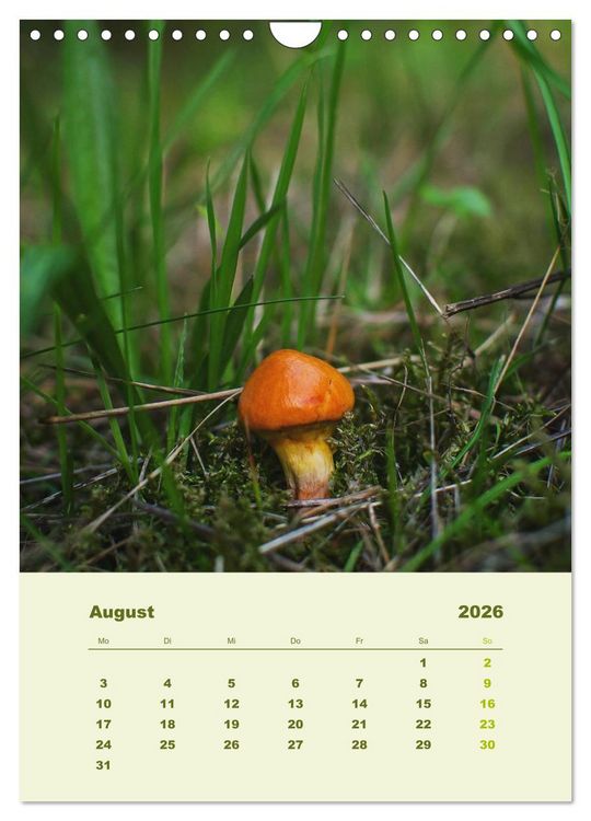Produktbild: Wundersame Welt der Pilze (Wandkalender 2026 DIN A4 hoch), CALVENDO Monatskalender