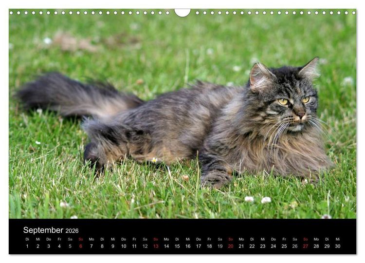 Produktbild: Freig&auml;nger - Hauskatzen unterwegs (Wandkalender 2026 DIN A3 quer), CALVENDO Monatskalender