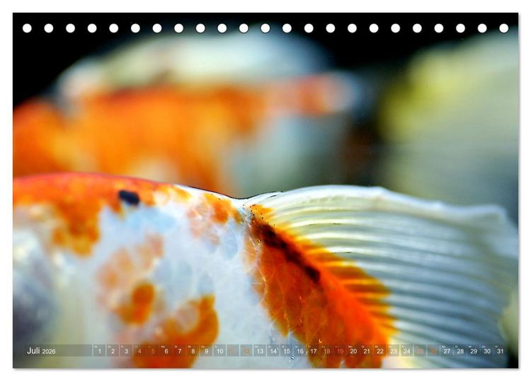 Produktbild: Goldfischportraits (Tischkalender 2026 DIN A5 quer), CALVENDO Monatskalender