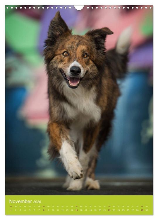 Produktbild: Graffiti Dogs Kunterbunt (Wandkalender 2026 DIN A3 hoch), CALVENDO Monatskalender
