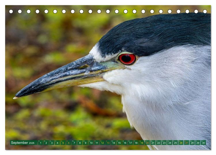 Produktbild: Gr&uuml;nreiher - Krabbenreiher - Nachtreiher (Tischkalender 2026 DIN A5 quer), CALVENDO Monatskalender