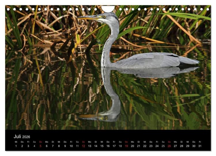 Produktbild: Aus dem Leben der Graureiher (Wandkalender 2026 DIN A4 quer), CALVENDO Monatskalender