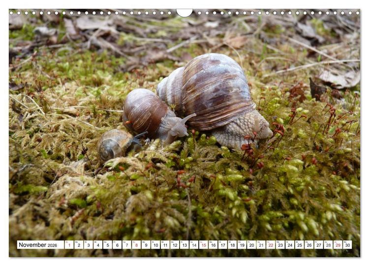 Produktbild: Meine Schnecken (Wandkalender 2026 DIN A3 quer), CALVENDO Monatskalender