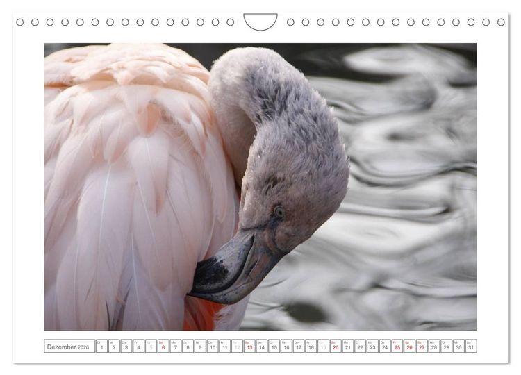 Produktbild: Tiere im Zoo (Wandkalender 2026 DIN A4 quer), CALVENDO Monatskalender