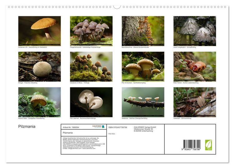 Produktbild: Pilzmania (hochwertiger Premium Wandkalender 2026 DIN A2 quer), Kunstdruck in Hochglanz