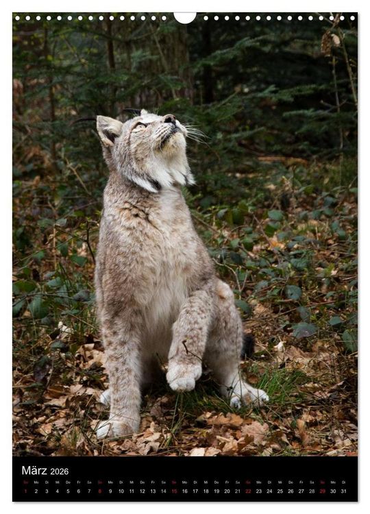 Produktbild: Der Luchs - Europas gr&ouml;&szlig;te Samtpfote (Wandkalender 2026 DIN A3 hoch), CALVENDO Monatskalender