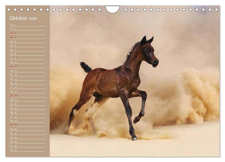 Produktbild: Pferde. Araber im W&uuml;stensand (Wandkalender 2026 DIN A4 quer), CALVENDO Monatskalender
