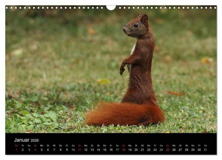Produktbild: Artist im Garten. Das Eichh&ouml;rnchen (Wandkalender 2026 DIN A3 quer), CALVENDO Monatskalender