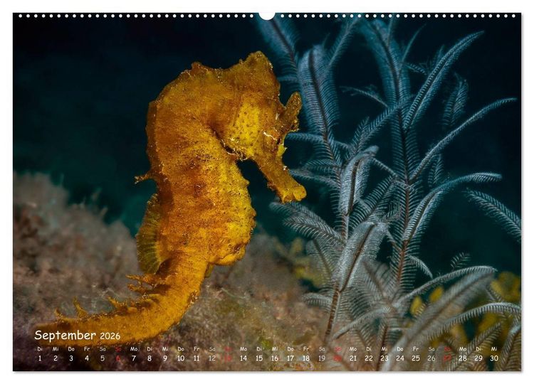 Produktbild: Hippocampus oder einfach nur Seepferdchen (Wandkalender 2026 DIN A2 quer), CALVENDO Monatskalender