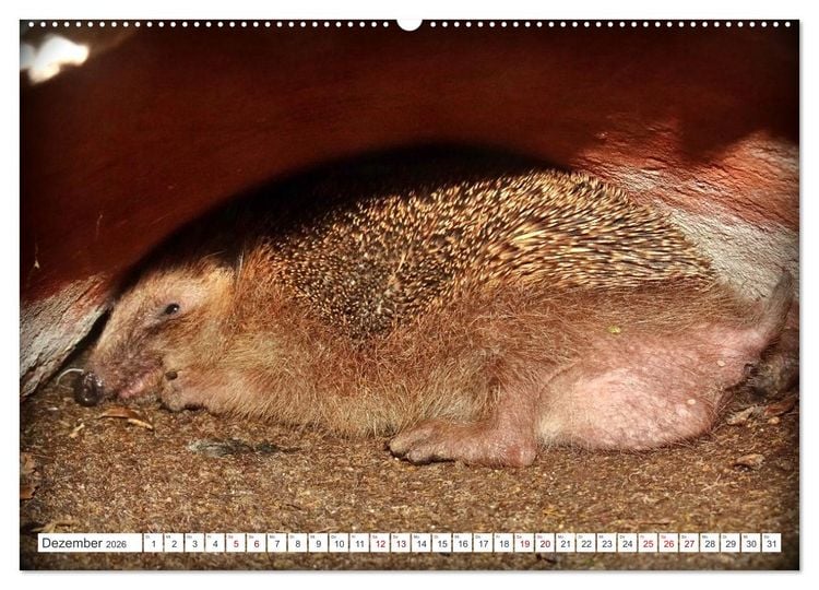 Produktbild: Mein Haus-Igel (Wandkalender 2026 DIN A2 quer), CALVENDO Monatskalender
