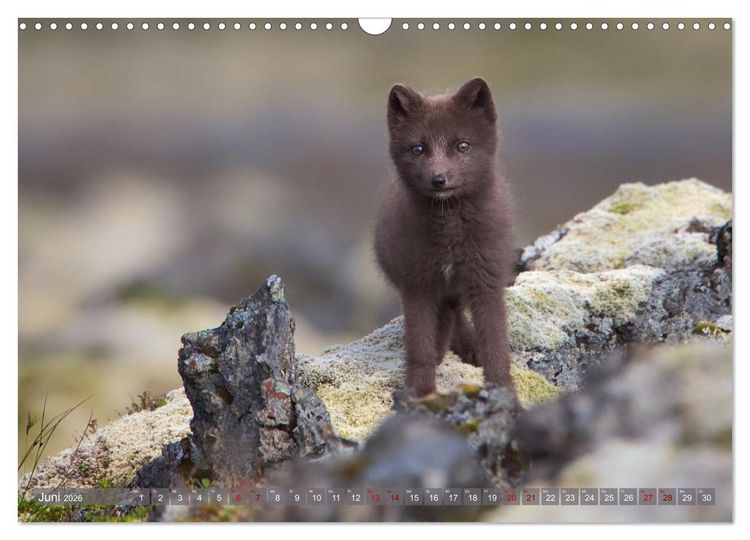 Produktbild: Polarfuchs-Welpen (Wandkalender 2026 DIN A3 quer), CALVENDO Monatskalender