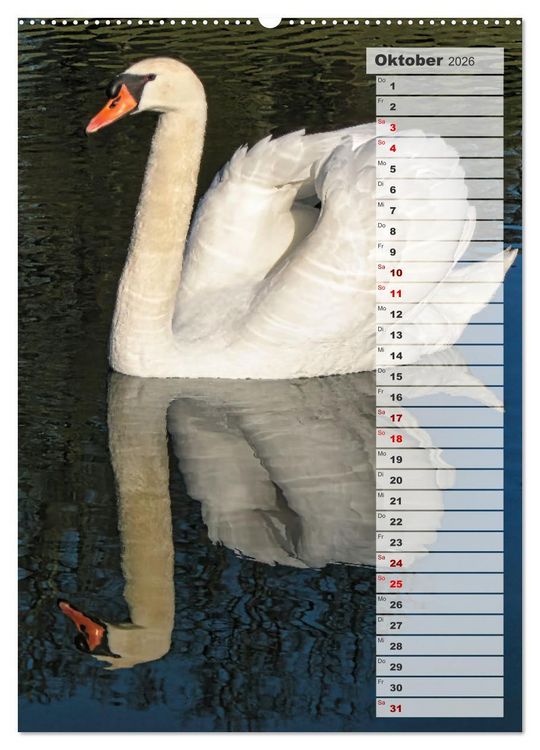Produktbild: Stolze Schw&auml;ne (Wandkalender 2026 DIN A2 hoch), CALVENDO Monatskalender