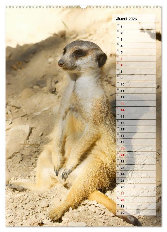 Produktbild: Erdm&auml;nnchen, putzige Kerlchen mit gro&szlig;en Knopfaugen (Wandkalender 2026 DIN A2 hoch), CALVENDO Monatskalender