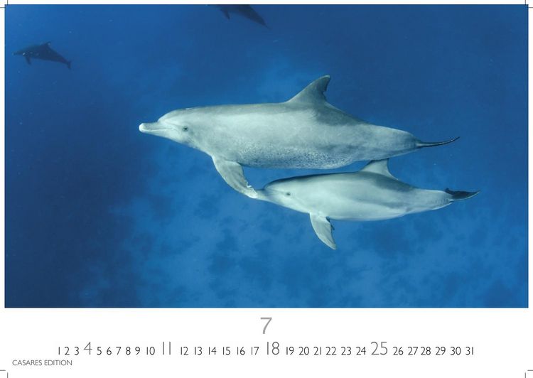 Produktbild: Wale und Delfine Kalender 2027 &ndash; Wandkalender | Fotokalender Tierkalender 35x50cm Grosses Format - Hochwertige Fotografien von Walen und Delfinen, die jeden Monat begeistern.
