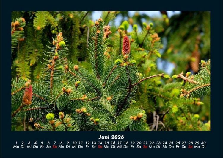 Produktbild: B&auml;ume 2026 Fotokalender DIN A4