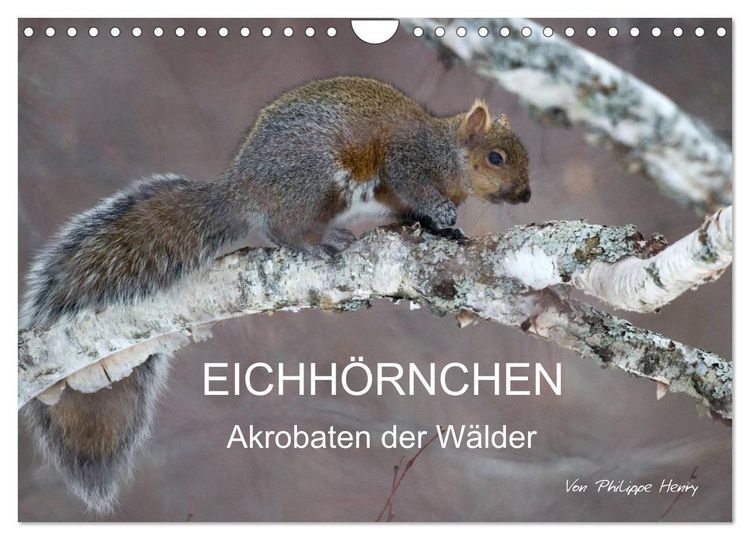 Produktbild: EICHH&Ouml;RNCHEN (Wandkalender 2026 DIN A4 quer), CALVENDO Monatskalender