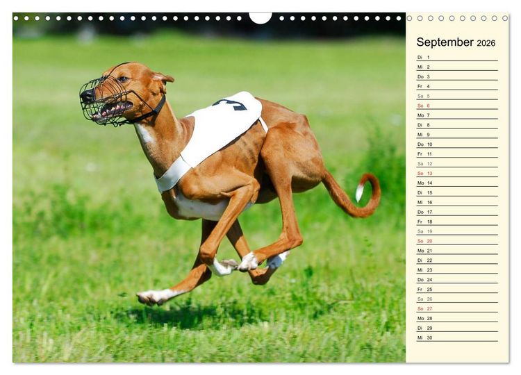 Produktbild: Windhund der W&uuml;ste - Der Azawakh (Wandkalender 2026 DIN A3 quer), CALVENDO Monatskalender